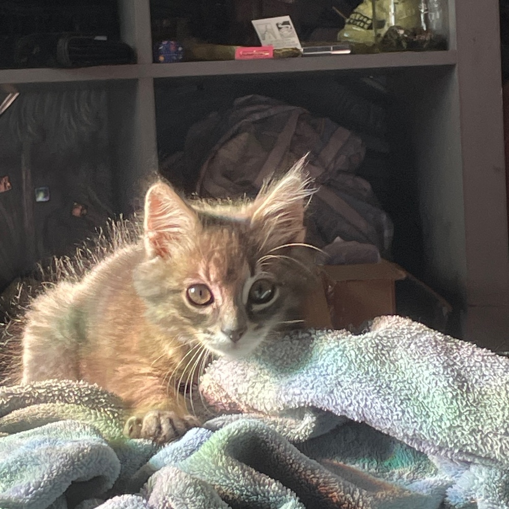 Meet your Posher, Lexi